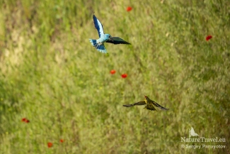European roller chasing Golden oriole, European Roller hide